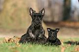 SCOTTISH TERRIER 038